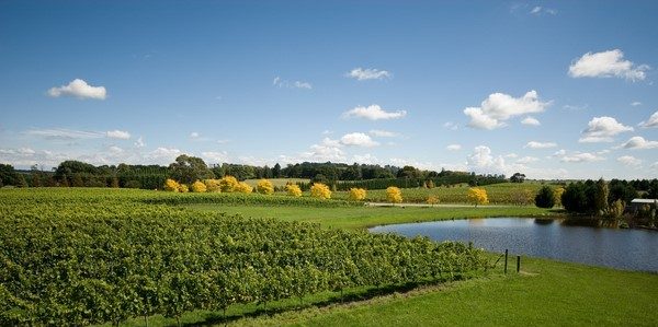 Lined agricultural dam in a winery with a beautiful landscape