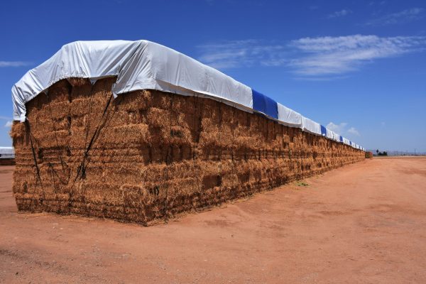 hay