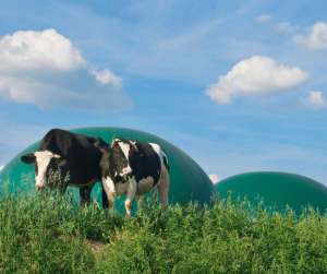 Biogas Bladders-6