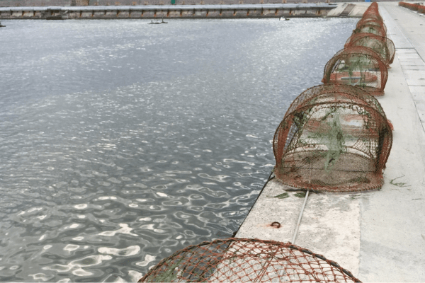 Aquaculture Dam Liners and Fish Tank Liners
