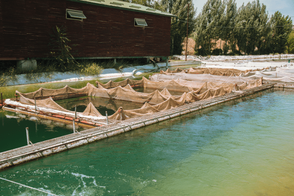 Aquaculture Dam Liners and Fish Tank Liners