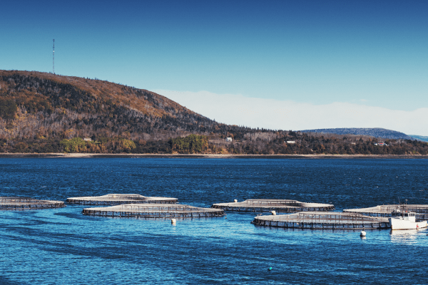Aquaculture Dam Liners and Fish Tank Liners